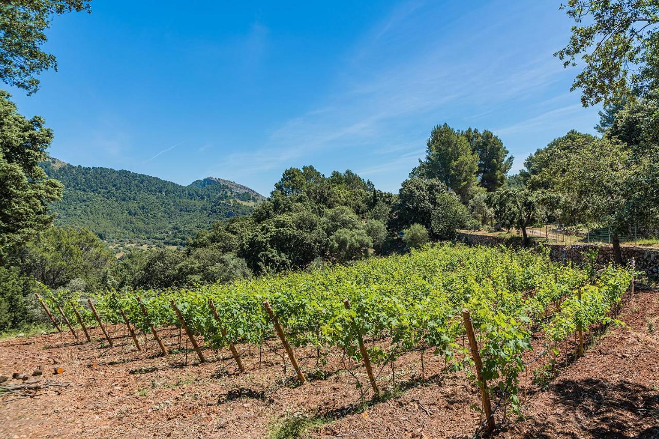 Picassa Villa Pollença Exteriör bild